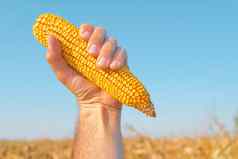 农民持有收获玉米结实的矮
