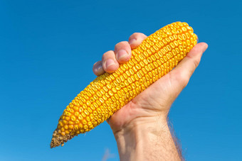 农民手持有收获玉米结实的矮