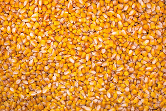 玉米种子完整的框架背景