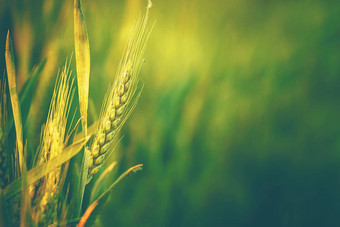 绿色小麦头培养农业场