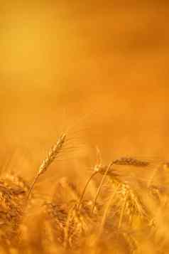 小麦作物农业场
