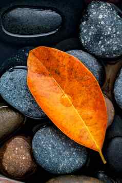 秋天秋天Zen概念橙色离开秋天河