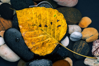 黄色的菩提叶子下降河石头Zen和平