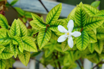 白色你读花赖特亚抗痢疾花黄色的