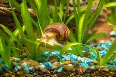 条纹棕色（的）蜗牛爬行叶ampularia鳗鱼