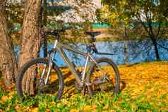 自行车停树秋天公园阳光明媚的一天