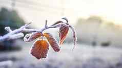 冰覆盖叶子冬天的未来