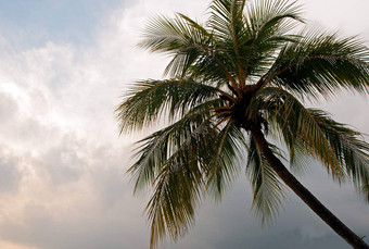 棕榈树皇冠天空云水平视图