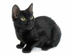 年轻的黑色的小猫