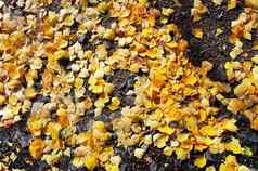 视图秋天的黄色的叶子土地