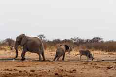 非洲大象水潭