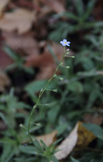 褪色植物<strong>勿忘我勿忘我</strong>草阿文西斯列宁格勒地区秋天