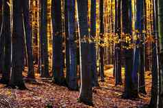 景观视图秋天色彩斑斓的森林树