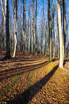 景观视图树秋天色彩斑斓的森林