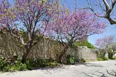 街石头墙开花树罗兹岛