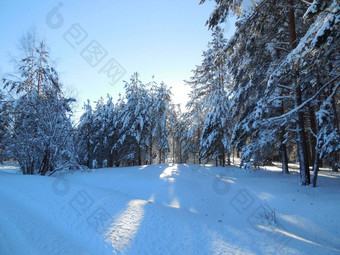 冬天景观卡累利阿共和国2月