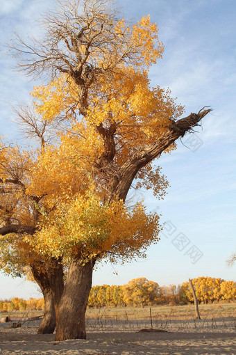 异形叶的杨树西北沙漠中国