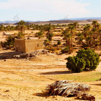撒哈拉沙漠非洲摩洛哥棕榈现场施工