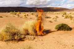 燃烧布什草沙漠