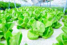 绿色因为生菜球生菜水培法蔬菜农场