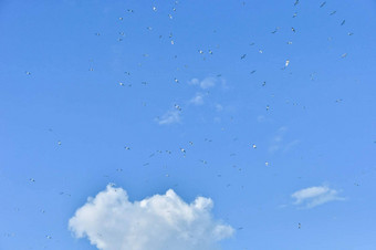 大群鸟蓝色的天空