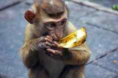 婴儿猴子吃香蕉