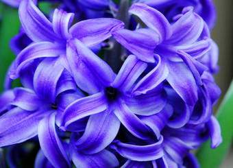 蓝色的风信子紫<strong>水晶花</strong>