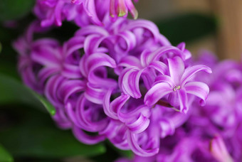粉红色的风信子紫<strong>水晶花</strong>