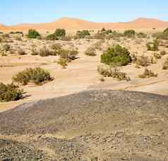 化石沙漠摩洛哥撒哈拉沙漠岩石石头天空
