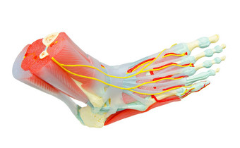 人类脚肌肉解剖学模型研究医学