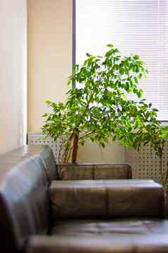 棕色（的）皮革沙发窗口百叶窗绿色植物召开