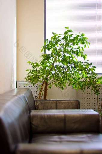 棕色（的）皮革沙发窗口百叶窗绿色植物<strong>召开</strong>