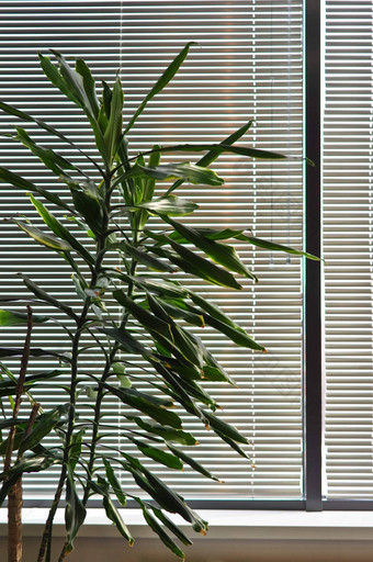 绿色室内植物窗口百叶窗