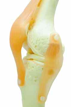 塑料研究模型膝盖更换