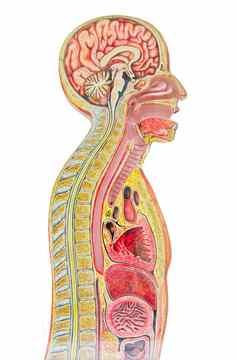 人类解剖模型孤立的白色背景