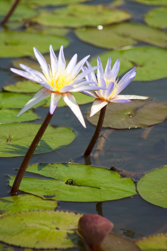 水百合