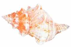 海螺海洋海贝壳牌
