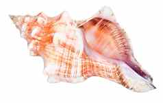 海螺海洋海贝壳牌