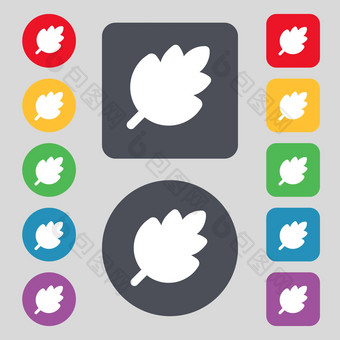 叶新鲜的自然产品图标标志集彩色的按钮平设计