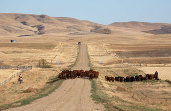 牛开车风景优美的萨斯喀彻温省