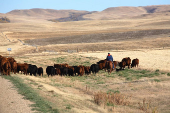 牛开车风景优美的萨斯喀彻温省