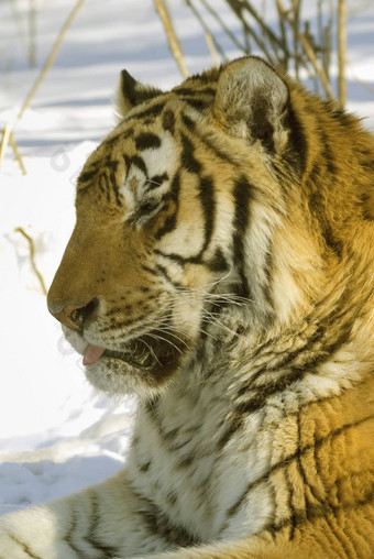 西伯利亚老虎