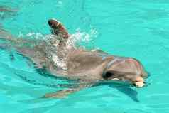 快乐海豚游泳蓝色的水