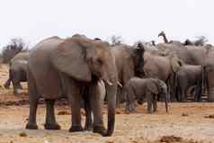 群非洲大象水潭