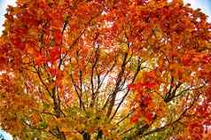 黄色的橙色红色的秋天叶子美丽的秋天公园
