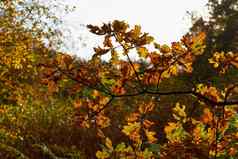 红色的黄色的色彩斑斓的秋天秋天颜色森林