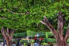 花园小镇树广场三米格尔阿蘭德