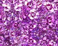 紫色的白色花