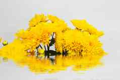 黄色的花孤立的白色背景