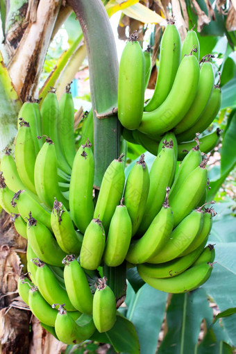 群香蕉树